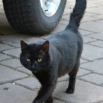 Sonderausgabe – Tierschutz
