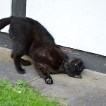 kater_2013_06_schmeichel1