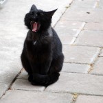 kater_2013_06_yawn