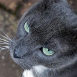 kater_green_eyes_120218s