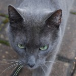 max_2012_02_greeneyes