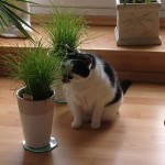 medi_2013_03_katzengras