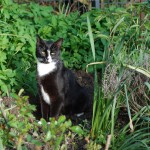 mira_2012_04_queen_of_green