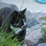 mira_2013_05_binsen