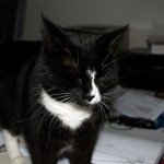 mira_officecat_2012_12