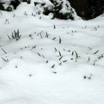 snowdrops_2013_02_24_im_schnee