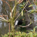 amsel_2014_02_futterblock1