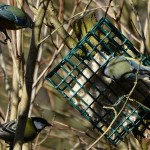 birdfeeder_2014_02_stau