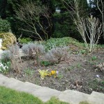 Teil 165 – Das Tulpenbeet