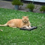 ginger_2013_07_birdfeeder