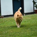 ginger_2013_07_prowl