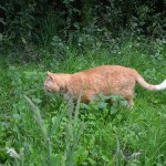 ginger_2013_07_wiese