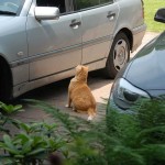 ginger_2013_08_autofenster