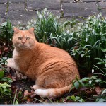 ginger_2014-02_snowdrops