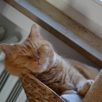 ginger_2014_02_snooze1