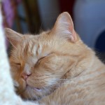 ginger_2014_02_snooze3