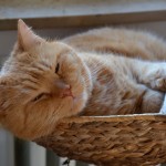 ginger_2014_02_snooze4