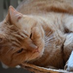 ginger_2014_02_snooze5