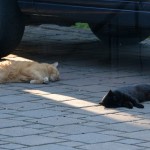 Schon wieder ein Jubiläum: Willkommen zur 150. Katzenparade!