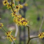 hamamelis_2014_02