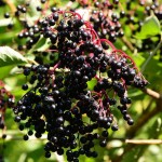 holunderbeeren_2013_10