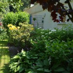 hortensien_2013_07_joschi