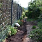 isbjoern_2013_07_veggiegarden