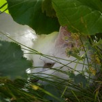 Teil 167 – Sommerhitze