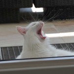 isbjoern_2013_08_yawn3