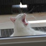 isbjoern_2013_08_yawn4