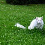 Teil 194 – Pilze