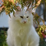 isfrid_2013_10_ahorndach