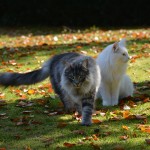 islay_2013_10_herbstlaub