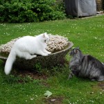 issi_islay_2013_05_catfight2