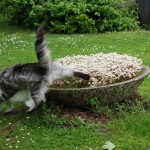 issi_islay_2013_05_catfight3