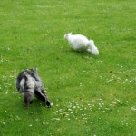 issi_islay_2013_05_catfight5