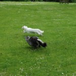 issi_islay_2013_05_catfight6