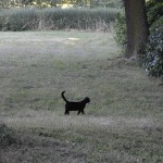 jaspar_2013-08_wiesenkater