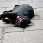 jaspar_2013_07_yawn