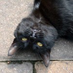 jaspar_2013_08_upside-down
