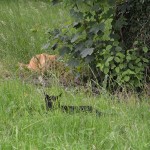 jaz_g_2013_07_verstecken