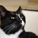 mira_2013_08_portrait