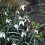 snowdrops_2014_02