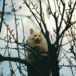 humphrey_1999_12_baum