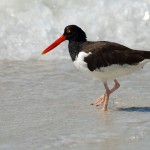 oystercatcher_2010_10_wet