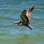 pelican_2010_10_immature