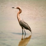 reddish_egret