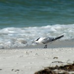 tern_2010_10_begging