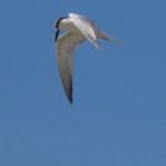 tern_2010_10_hovering