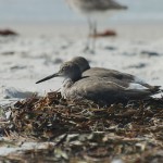 willet_2010_10_sleepy